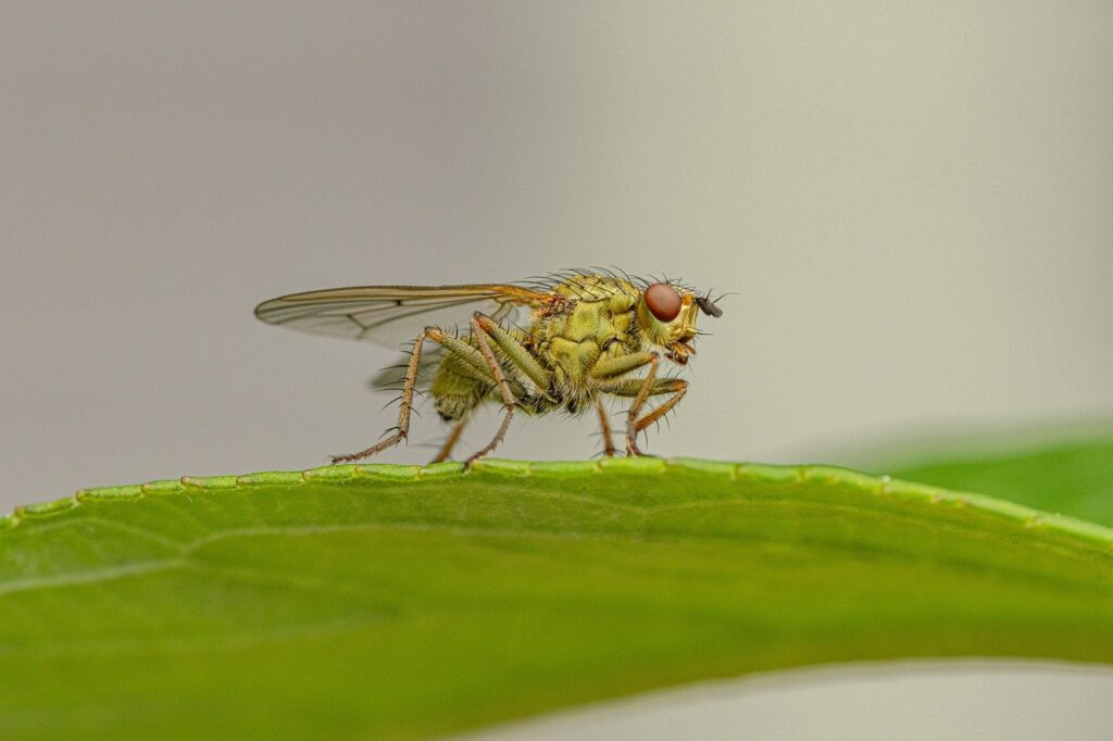 fly, predator fly, insect