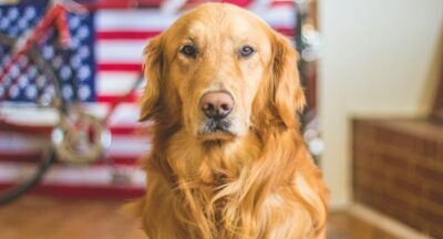 Lęk przed psami: jak go zrozumieć i przezwyciężyć