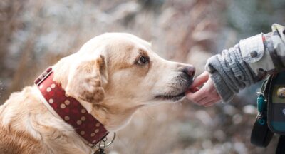 Fobia przed psami – zrozumienie i przezwyciężenie kynofobii