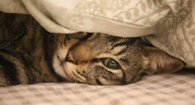 Lęk przed kotami – zrozumienie i przezwyciężenie ailurofobii