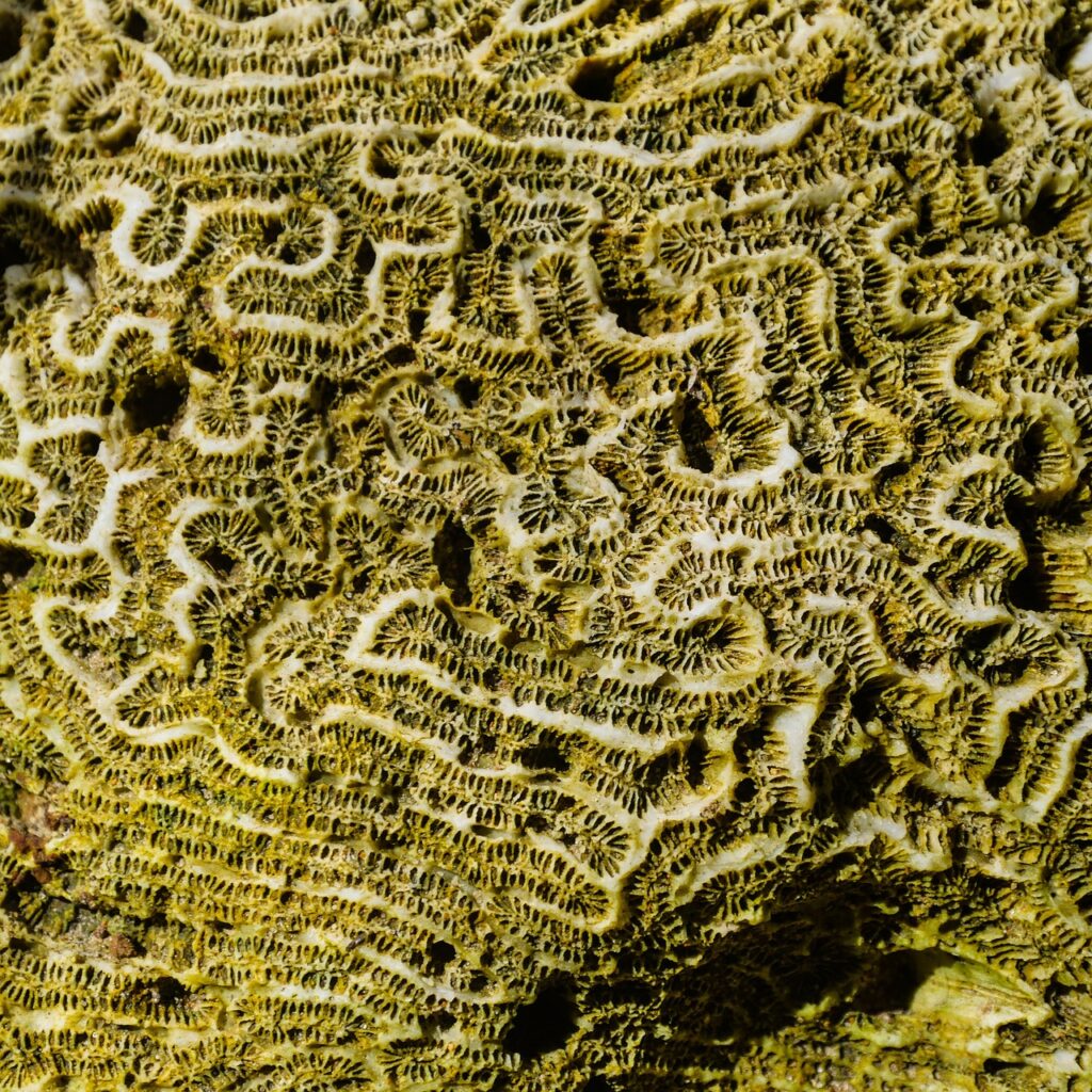 trypofobia, inaczej lę przed dziurami