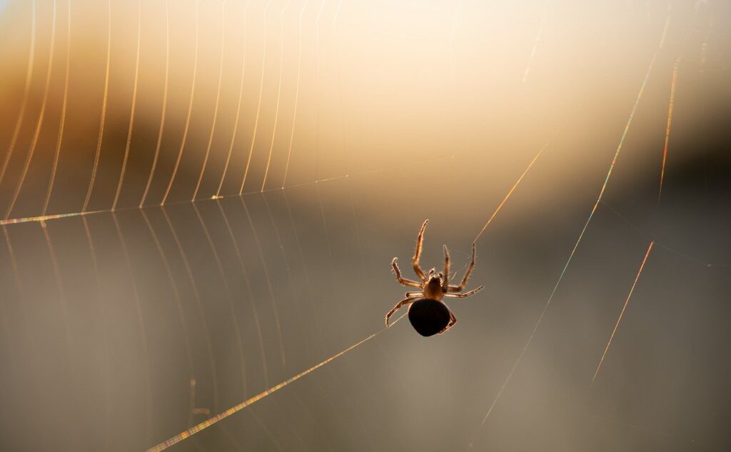 arachnofobia
