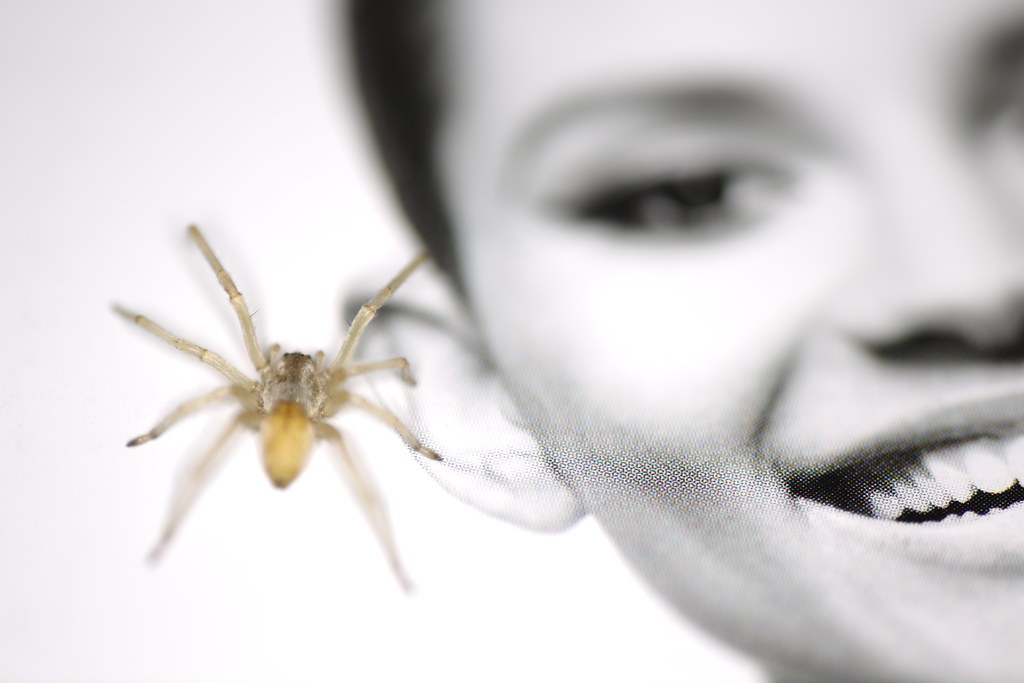 mozliwe terapie lęku przed pająkami