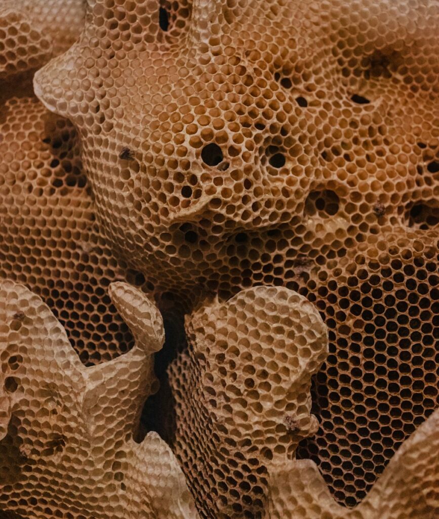 plaster miodu i trypofobia