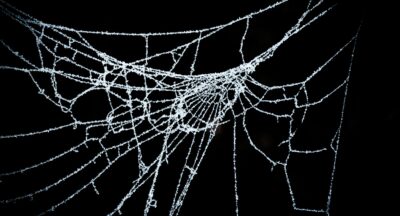 Zrozumieć arachnofobię: Ewolucyjne i psychologiczne aspekty lęku przed pająkami