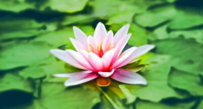 Medytacja uważności – pełne, obszerne wprowadzenie do praktyki, która uspokaja, wyostrza świadomość i zmienia sposób, w jaki przeżywasz codzienność