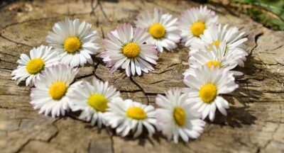 Afirmacja zdrowia – na zawsze odrzucam chorobę i wybieram pełnię życia, siły i harmonii