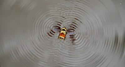 Prawo przyciągania – jak zacząć?