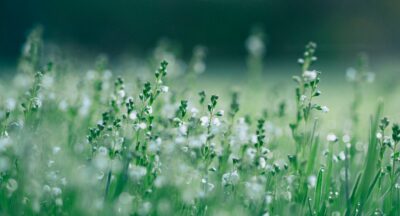 Afirmacje spokoju – jak ukochać ciszę w sobie, wyciszyć umysł, oswoić lęk i nauczyć ciało reagować łagodniej na codzienne wyzwania